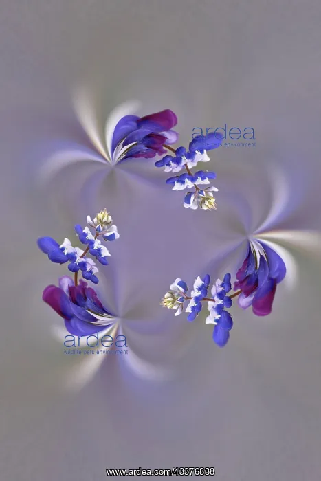 : Lupine flower, Napa Valley, California : Lupine flower, Napa Valley, California