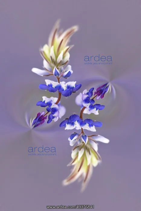 : Lupine flower, Napa Valley, California : Lupine flower, Napa Valley, California