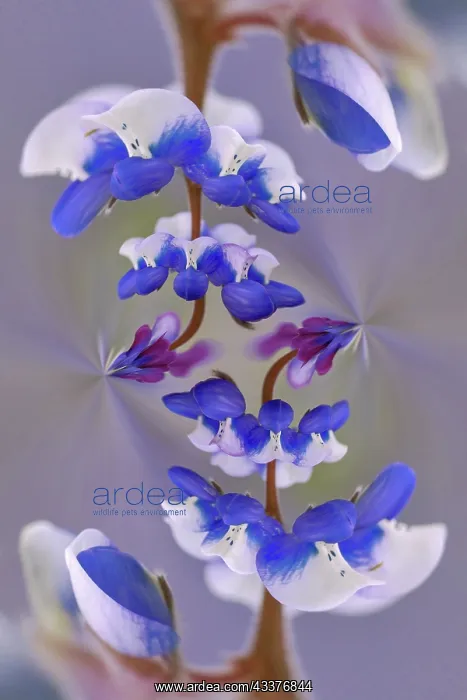 : Lupine flower, Napa Valley, California : Lupine flower, Napa Valley, California