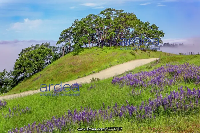: Lupine flowers, Bald Hills Road, California : Lupine flowers, Bald Hills Road, California