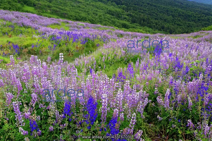 : Lupine flowers on hillside, Dolason Prairie, California : Lupine flowers on hillside, Dolason Prairie, California