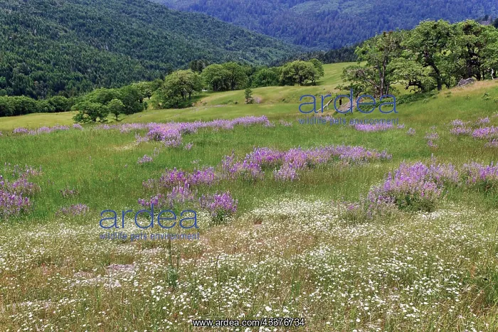 : Lupine flowers on hillside, Dolason Prairie, California : Lupine flowers on hillside, Dolason Prairie, California
