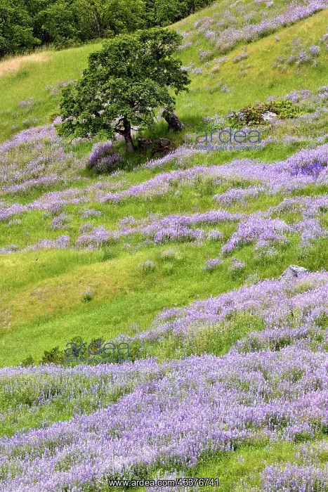: Lupine flowers on hillside, Dolason Prairie, California : Lupine flowers on hillside, Dolason Prairie, California