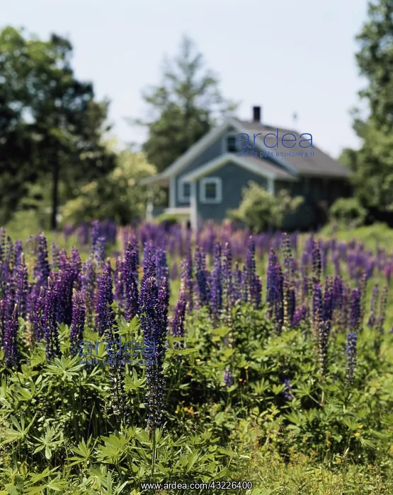 : Lupine in a garden (Large format sizes available) : Lupine in a garden (Large format sizes available)