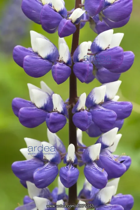 : Lupine (Lupinus polyphyllus) : Lupine (Lupinus polyphyllus)