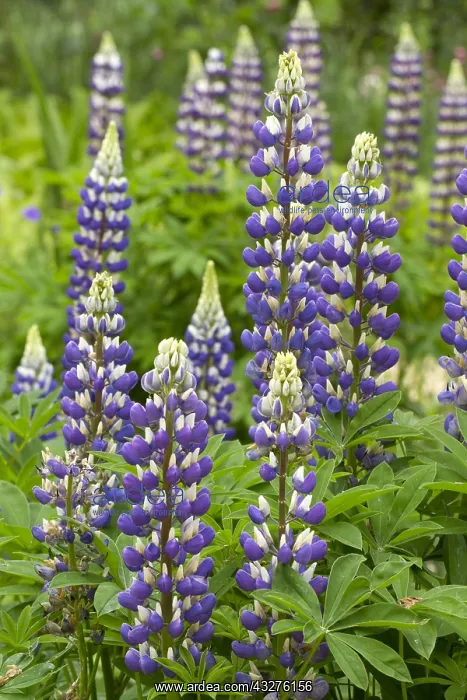 : Lupine (Lupinus polyphyllus) : Lupine (Lupinus polyphyllus)