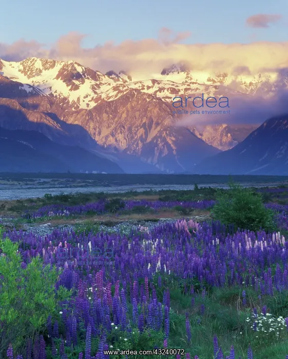 : Lupine and the Main Divide, Arthur's Pass : Lupine and the Main Divide, Arthur's Pass
