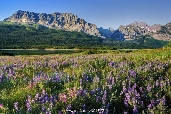 : Lupine meadow, Glacier National Park, Montana : Lupine meadow, Glacier National Park, Montana