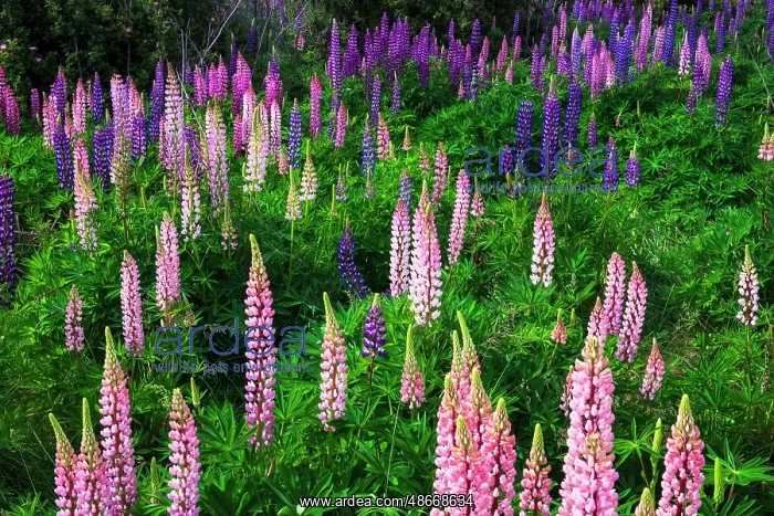 : Lupine near Lindis Valley, Otago, South Island, New Zealand : Lupine near Lindis Valley, Otago, South Island, New Zealand