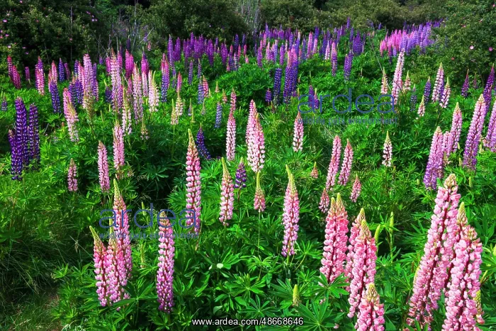 : Lupine near Lindis Valley, Otago, South Island, New Zealand : Lupine near Lindis Valley, Otago, South Island, New Zealand