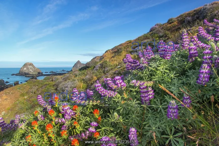 : Lupine and paintbrush wildflowers cover : Lupine and paintbrush wildflowers cover