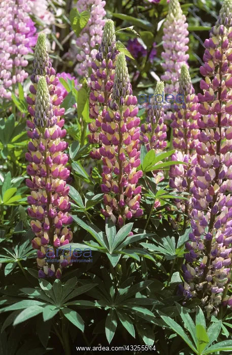 : Lupine Russell (Lupinus sp.) : Lupine Russell (Lupinus sp.)