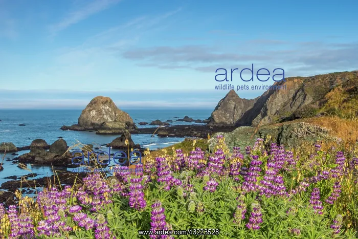 : Lupine wildflowers cover the hills above : Lupine wildflowers cover the hills above