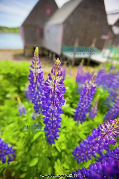 : Lupines bloom in front of a historic fish : Lupines bloom in front of a historic fish