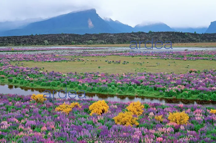 : Lupines brooms - river : Lupines brooms - river