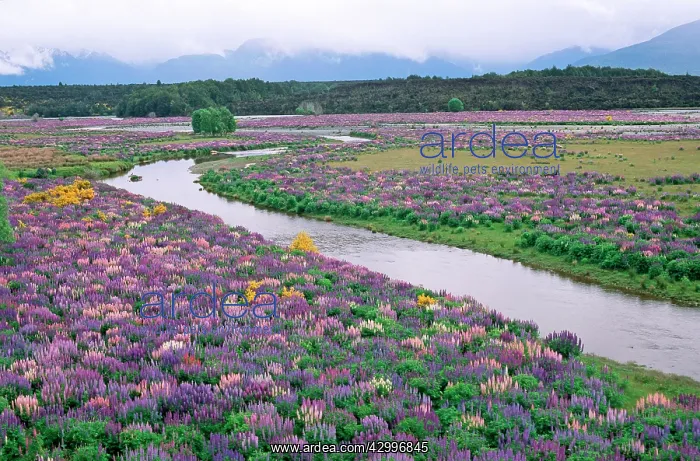 : Lupines brooms - river : Lupines brooms - river