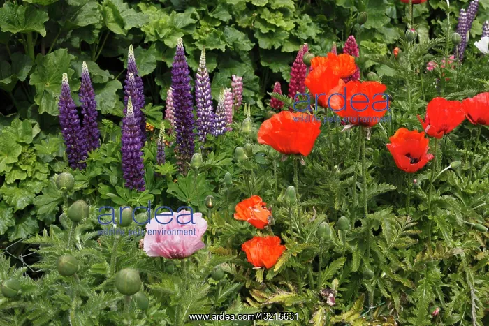 : Lupines (Lupinus) and Poppies (Papaver), Glenveagh : Lupines (Lupinus) and Poppies (Papaver), Glenveagh