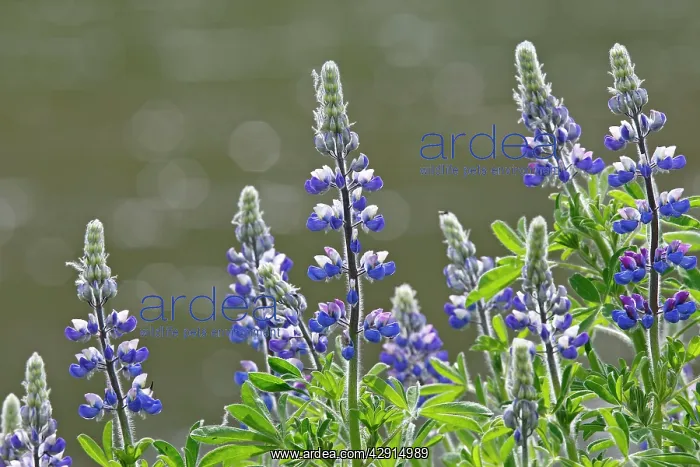 : Lupins (Lupinus sp.). Khuzemateen Grizzly Bear Sanctuary - British Colombia - Canada : Lupins (Lupinus sp.). Khuzemateen Grizzly Bear Sanctuary - British Colombia - Canada
