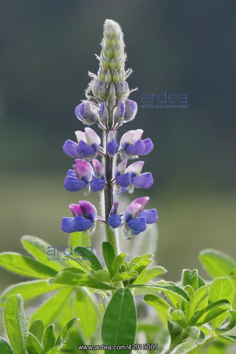 : Lupins (Lupinus sp.). Khuzemateen Grizzly Bear Sanctuary - British Colombia - Canada : Lupins (Lupinus sp.). Khuzemateen Grizzly Bear Sanctuary - British Colombia - Canada