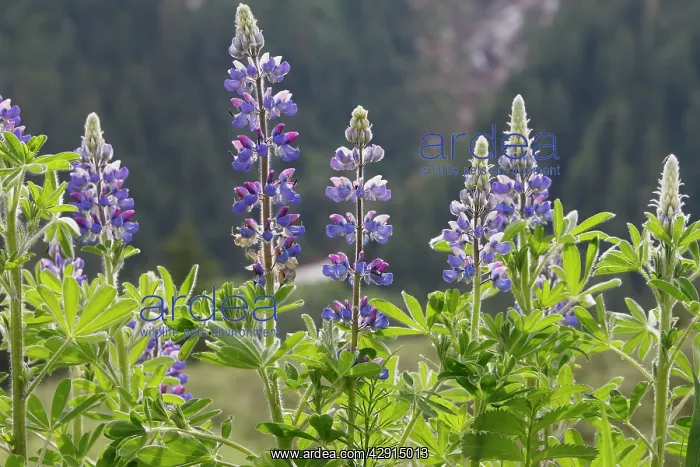 : Lupins (Lupinus sp.). Khuzemateen Grizzly Bear Sanctuary - British Colombia - Canada : Lupins (Lupinus sp.). Khuzemateen Grizzly Bear Sanctuary - British Colombia - Canada