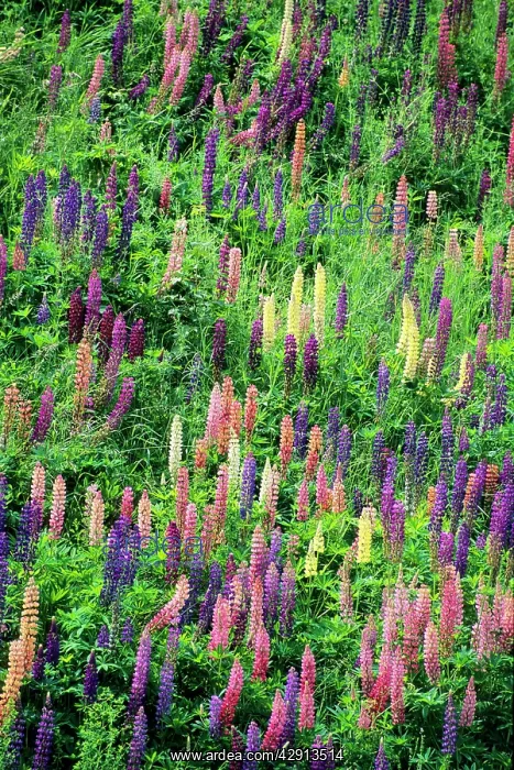 : Lupins - garden escapes growing on bankside : Lupins - garden escapes growing on bankside
