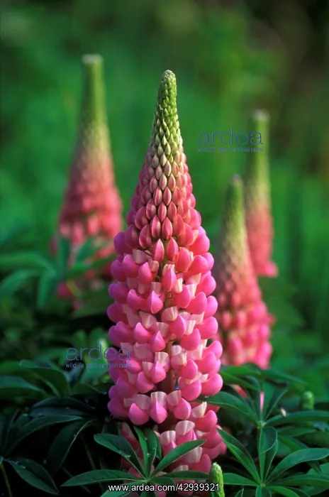 : Lupins Le Chatelaine - May : Lupins Le Chatelaine - May