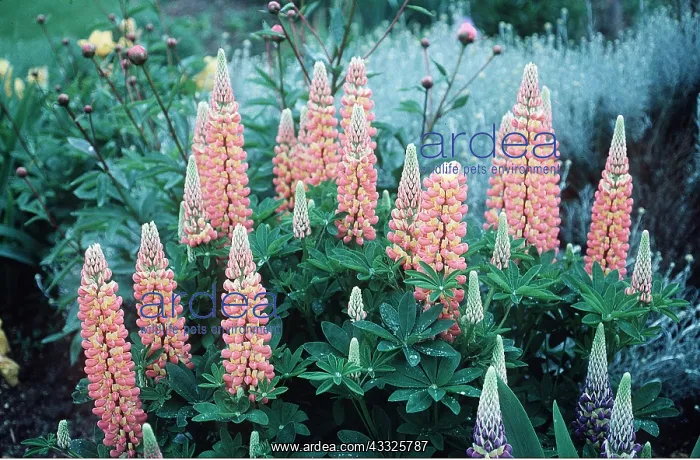 : LUPINS - Orange Flower : LUPINS - Orange Flower