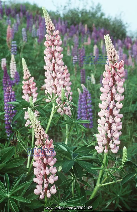 : LUPINS - pink and purple : LUPINS - pink and purple