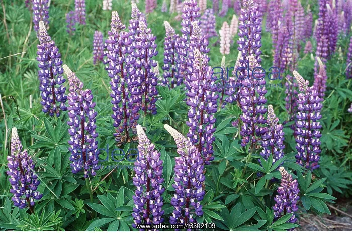 : LUPINS - purple flower : LUPINS - purple flower