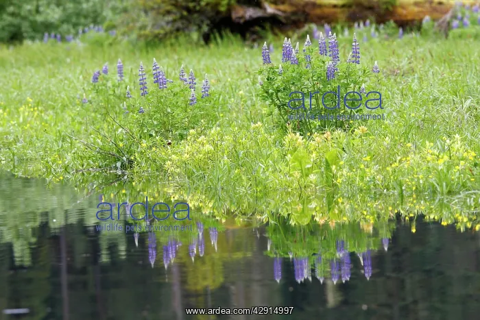 : Lupins - at water's edge : Lupins - at water's edge