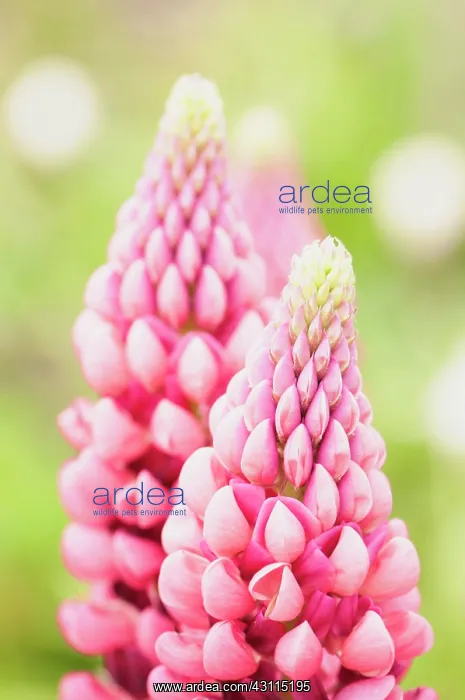  : Lupinus cultivar, Lupin, Pink, Perennial, Spring Flowering