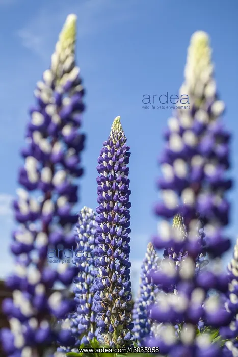  : Lupinus The Governor, Norfolk UK