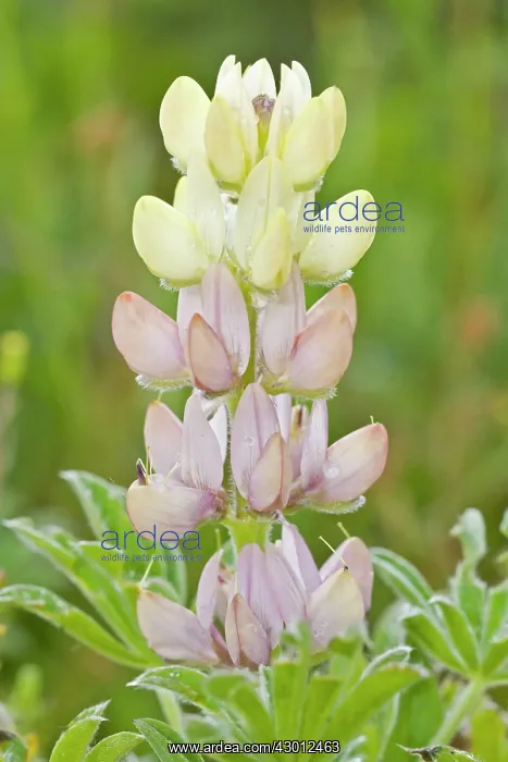 : Lupinus Hispanicus : Lupinus Hispanicus
