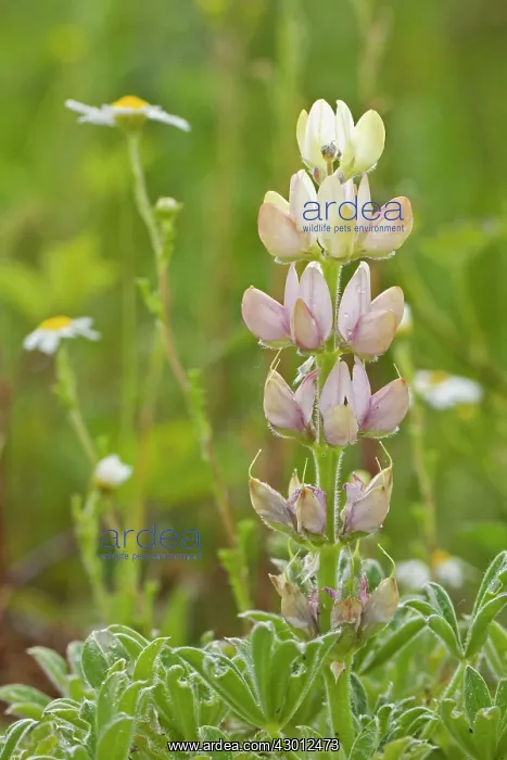 : Lupinus Hispanicus : Lupinus Hispanicus