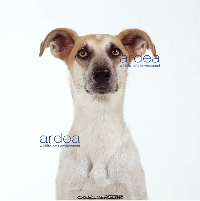 : LURCHER DOG -HEAD FACING : LURCHER DOG -HEAD FACING