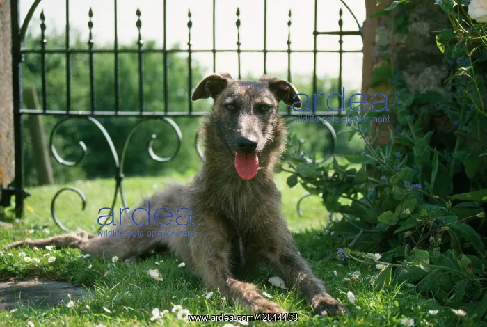 : Lurcher Dog - Lying down in garden