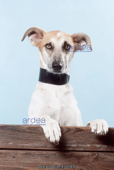 : LURCHER DOG - wearing collar : LURCHER DOG - wearing collar