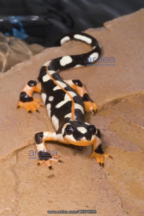 : Luristan Newt : Luristan Newt