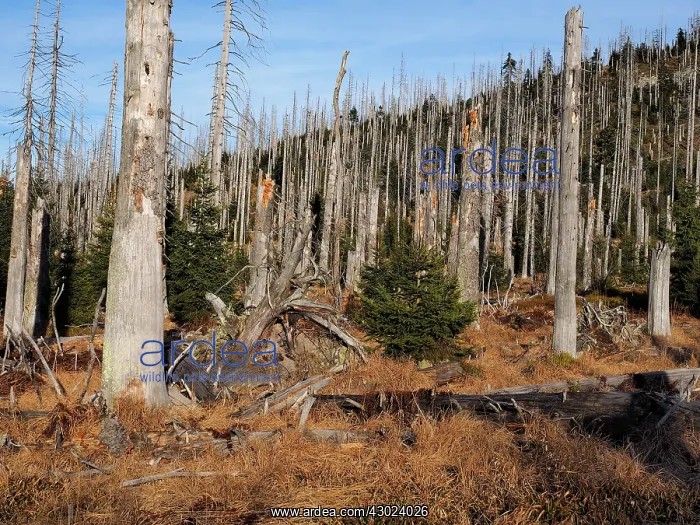 : Lusen dead trees killed by bark beetles : Lusen dead trees killed by bark beetles