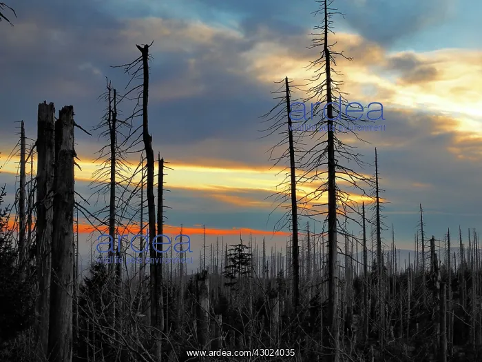 : Lusen dead trees killed by bark beetles : Lusen dead trees killed by bark beetles