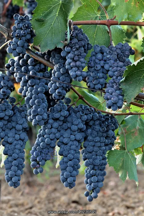 : Lush grapes ready for harvest, near Pienza : Lush grapes ready for harvest, near Pienza