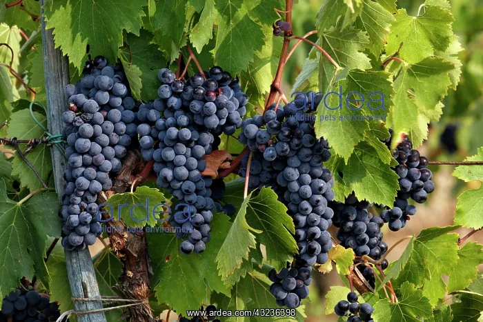 : Lush grapes ready for harvest in vineyard : Lush grapes ready for harvest in vineyard