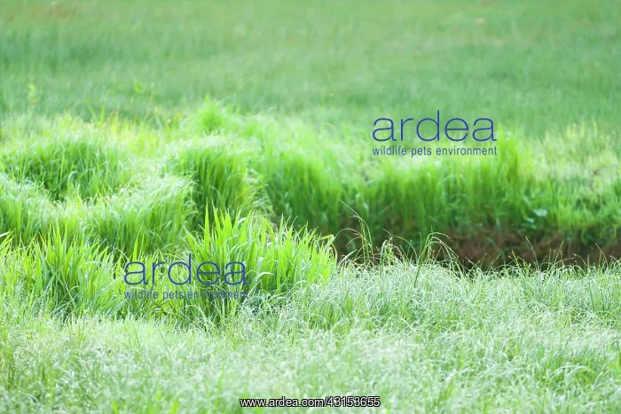 : Lush grasses on the bank of a stream : Lush grasses on the bank of a stream