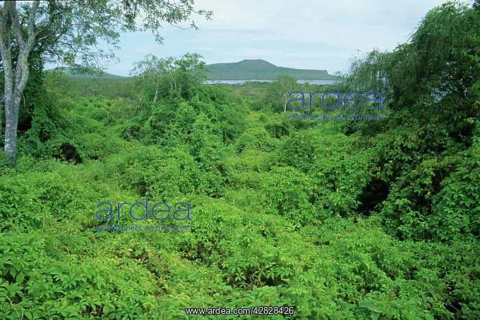 : Lush Growth - caused by El Nino : Lush Growth - caused by El Nino