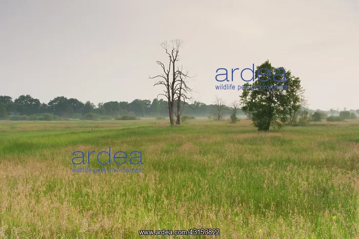 : Lush meadowfield with trees and grasses : Lush meadowfield with trees and grasses
