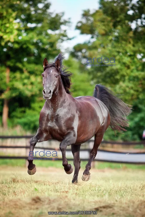 : Lusitano, gelding galloping : Lusitano, gelding galloping
