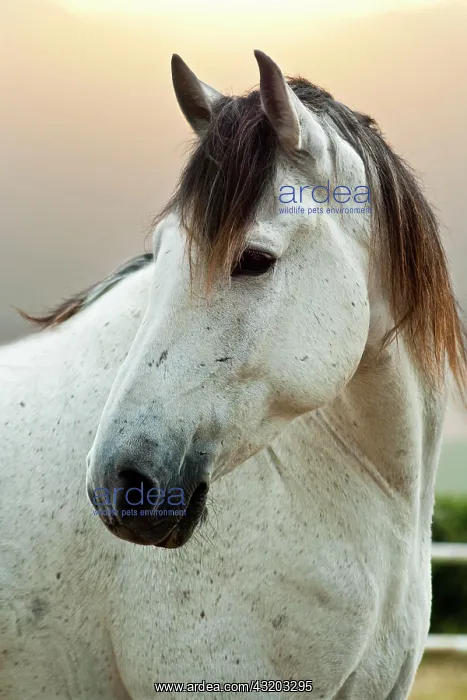 : Lusitano horse, gelding, white horse, Andalusia : Lusitano horse, gelding, white horse, Andalusia