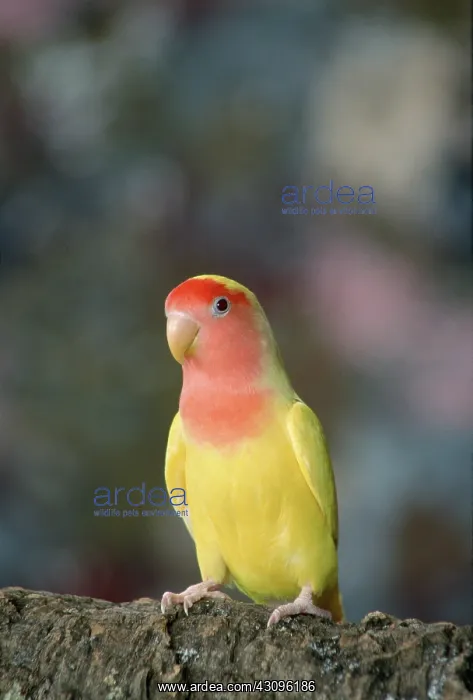 : Lutino Lovebird : Lutino Lovebird