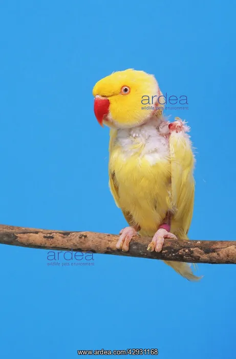 : Lutino Ringneck Parakeet - male, sick, plucked : Lutino Ringneck Parakeet - male, sick, plucked
