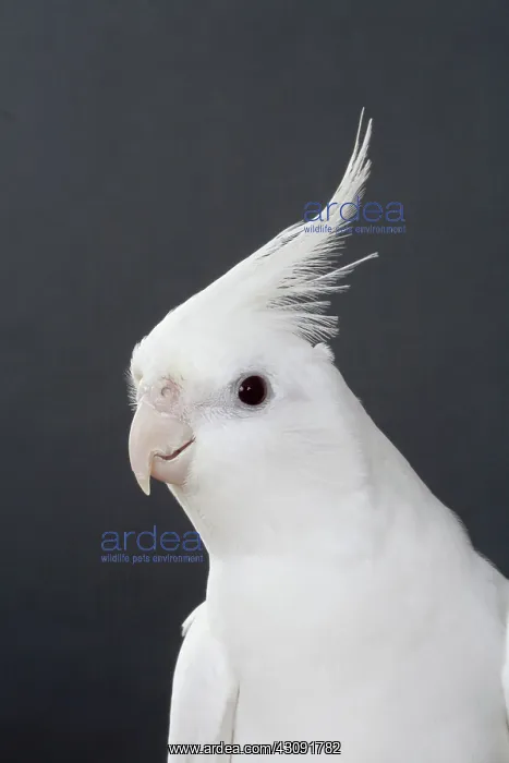 : Lutino White-faced Cockatiel : Lutino White-faced Cockatiel